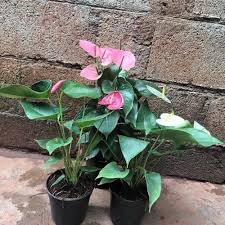 Baby Pink Anthurium Flower Seeds for Planting | Heirloom Non-GMO Organic Garden Seeds, Compact Growth, High Germination