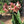 Amaryllis White Orange Flower Seeds – Compact Growth, Heirloom & Non-GMO Garden Seeds