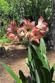 Amaryllis White Orange Flower Seeds – Compact Growth, Heirloom & Non-GMO Garden Seeds