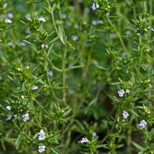 Satureia Hortensis Flower Seeds for Planting – Heirloom, Non-GMO, High Germination Organic Garden Seeds