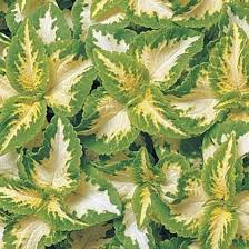 Green Yellow Coleus Flower Seeds for Planting – Heirloom, Non-GMO Long Bloom Season, High Germination Seeds