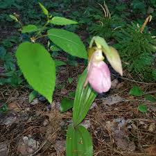 Cypripedium Acaule Flower Seeds for Planting – Heirloom Non-GMO High Germination Organic Garden Seeds