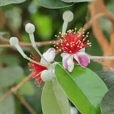 Feijoa Sellowiana Flower Seeds for Planting – Heirloom, Non-GMO, Easy to Grow Organic Garden Seeds