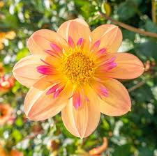 Collarette Dahlia Flower Seeds for Planting – Heirloom Non-GMO High Germination Organic Garden Seeds
