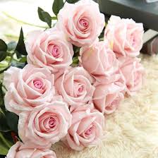 Pink Cream Rose Flower Seeds for Planting – Heirloom, Non-GMO, Long Bloom Season, High Germination