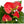 Anthurium Light Red Flower Seeds for Planting - Heirloom, Non-GMO, Low Maintenance Organic Garden Seeds