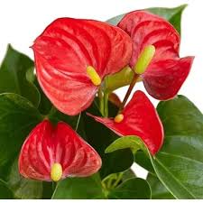 Anthurium Light Red Flower Seeds for Planting - Heirloom, Non-GMO, Low Maintenance Organic Garden Seeds
