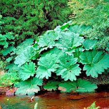 Gunnera Manicata Flower Seeds for Planting – Heirloom, Non-GMO, High Germination Organic Garden Seeds