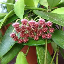 Hoya Gracilis Flower Seeds for Planting – Heirloom, Non-GMO, High Germination Garden Seeds