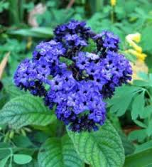 Heliotrope Flower Seeds for Planting – Wildflower Mix, Heirloom, Non-GMO, High Germination Organic Garden Seeds
