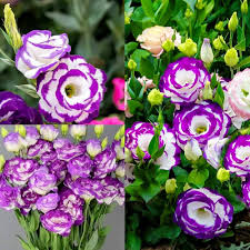 Violet White Lisianthus Flower Seeds for Planting – Garden Favorite Heirloom Non-GMO Seeds