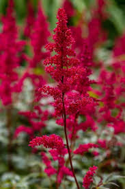Astilbe Arendsii Flower Seeds for Planting – Heirloom, Non-GMO, Pollinator Friendly, High Germination