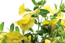 Yellow Calibrachoa Flower Seeds for Planting – Garden Favorite, Non-GMO, High Germination Organic Garden Seeds