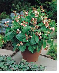 Bean Hestia Flower Seeds for Planting – Cottage Garden Essential, Heirloom, Non-GMO, High Germination