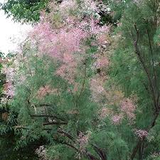 Pink Tamarix Ramosissima Flower Seeds for Planting – Heirloom, Non-GMO, High Germination Organic Garden Seeds