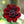 Black Tulip Flower Seeds – Pollinator Friendly, Heirloom, Non-GMO & High Germination Organic Garden Seeds