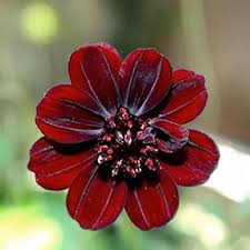 Geranium Flower Seeds for Planting Green – Sun Loving, Heirloom & Non-GMO, High Germination Organic Garden Seeds