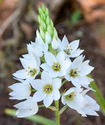 Ornithogalum Saundersiae Flower Seeds for Planting – Heirloom, Non-GMO, Low Maintenance Organic Garden Seeds