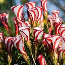 Red White Versicolor Flower Seeds for Planting | Heirloom Non-GMO High Germination Organic Garden Seeds