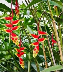 Heliconia Rostrata Flower Seeds – Heirloom Non-GMO Tropical Garden Blooms
