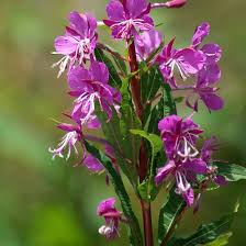 Epilobium Angustifolium Flower Seeds for Planting - Heirloom, Non-GMO, High Germination Organic Garden Seeds