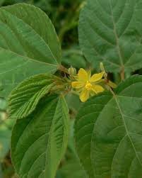 Corchorus Flower Seeds for Planting – Heirloom Non-GMO, High Germination Organic Garden Seeds