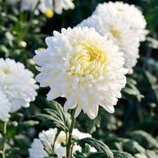 White Chrysanthemum Quercifolia Flower Seeds for Planting – Heirloom Non-GMO Home Garden
