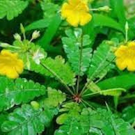 Flower Seeds, Seeds,Seeds For Planting,Plant Seeds
