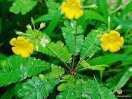 Flower Seeds, Seeds,Seeds For Planting,Plant Seeds