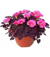 Oxalis Spring Flower Seeds for Planting – Heirloom, Non-GMO, High Germination Organic Garden Seeds