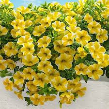 Calibrachoa Flower Seeds for Planting – Non-GMO, High Germination Heirloom Garden Seeds