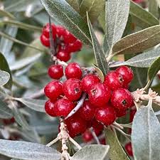 Fruit Seeds,Garden seeds, Seeds For Planting,Plant Seeds
