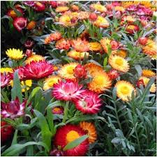 Mixed Helichrysum Flower Seeds for Planting | Heirloom Non-GMO High Germination Organic Garden Seeds