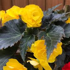 Yellow Mocca Flower Seeds for Planting – Heirloom, Non-GMO, High Germination Garden Seeds