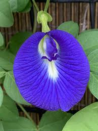 Clitoria Flower Seeds for Planting | Heirloom Non-GMO Organic Garden Seeds, High Germination