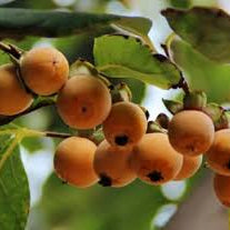 Fruit Seeds,Garden seeds, Seeds For Planting,Plant Seeds