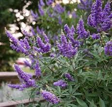 Chasteberry Flower Seeds for Planting – Bright Blooms Heirloom Non-GMO Organic Garden Seeds