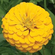 Canary Zinnia Flower Seeds for Planting – Heirloom Non-GMO Vibrant Colors Organic Garden Seeds