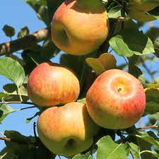 Fruit Seeds,Garden seeds, Seeds For Planting,Plant Seeds