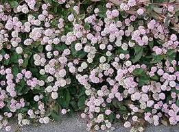 Polygonum Capitatum Flower Seeds for Planting – Heirloom, Non-GMO, High Germination Organic Garden Seeds