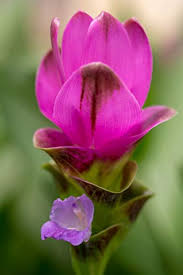 Heirloom Siam Tulip Flower Seeds for Planting  – Compact Growth, Non-GMO, High Germination