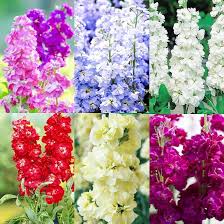 Heirloom Matthiola Flower Seeds – Non-GMO, High Germination Organic Garden Seeds