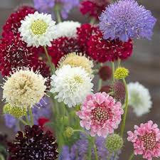 Heirloom Scabiosa Flower Seeds for Planting – Bright Blooms, Non-GMO, High Germination Organic Garden Seeds