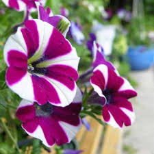 Purple & White Petunia Flower Seeds for Planting – Heirloom, Non-GMO, High Germination Organic Garden Seeds