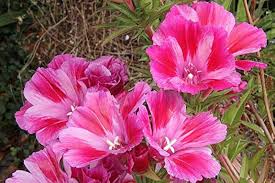 Heirloom Clarkia Flower Seeds for Planting – Non-GMO, High Germination Organic Garden Seeds