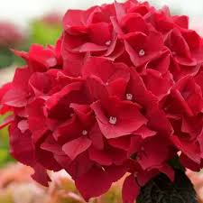 Burgundy Hydrangea Flower Seeds for Planting – Heirloom, Non-GMO, Fragrant Organic Garden Seeds