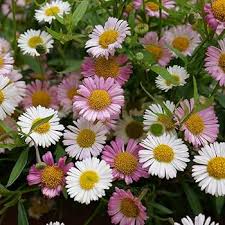 Karvinskianus Flower Seeds for Planting | Heirloom Non-GMO High Germination Organic Garden Seeds