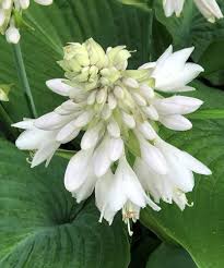 hosta flower seeds Hosta Flower Seeds for Planting – Sun Loving, Heirloom, Non-GMO, High –  Earthechoseeds