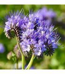 Lacy Phacelia Flower Seeds for Planting – Sun Loving, Heirloom, Non-GMO, High Germination Garden Seeds