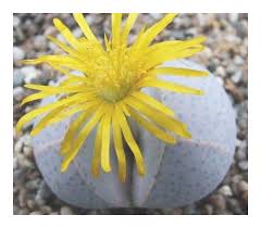 Dinteranthus Wilmotianus Succulent Flower Seeds for Planting – Heirloom, Non-GMO, High Germination Seeds